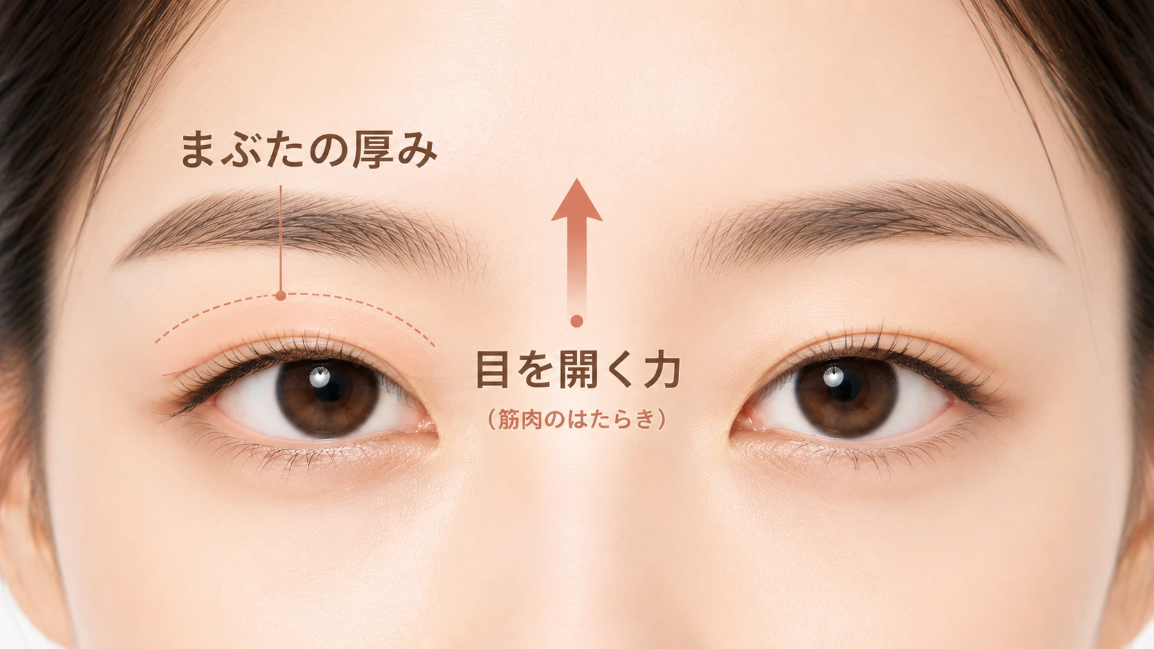 目もとの「まぶたの厚み」と「目を開く力（筋肉のはたらき）」を示す説明図