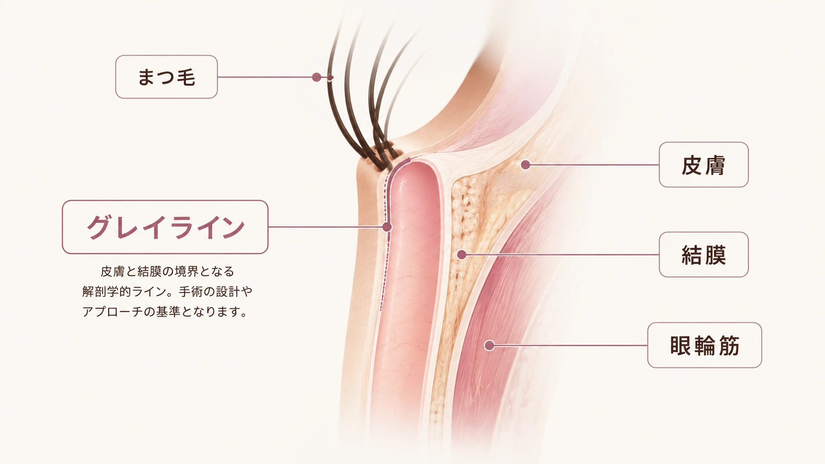 グレーライン（皮膚と結膜の境界となる解剖学的ライン）を示す目もとの断面図｜まつ毛・皮膚・結膜・眼輪筋｜OLO美容外科